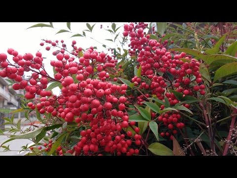 Vídeo: Les baies de nandina mataran els ocells?