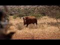 Liam Urry Safaris Client Highlights  Promo