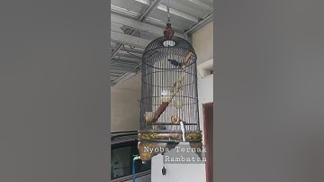 TERNAK RAMBATAN SANGKAR GANTUNG #rambatan #rambatanparuhmerah #rambatangacor