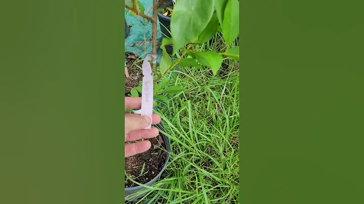 Willis Orchards Review After 6 Months
