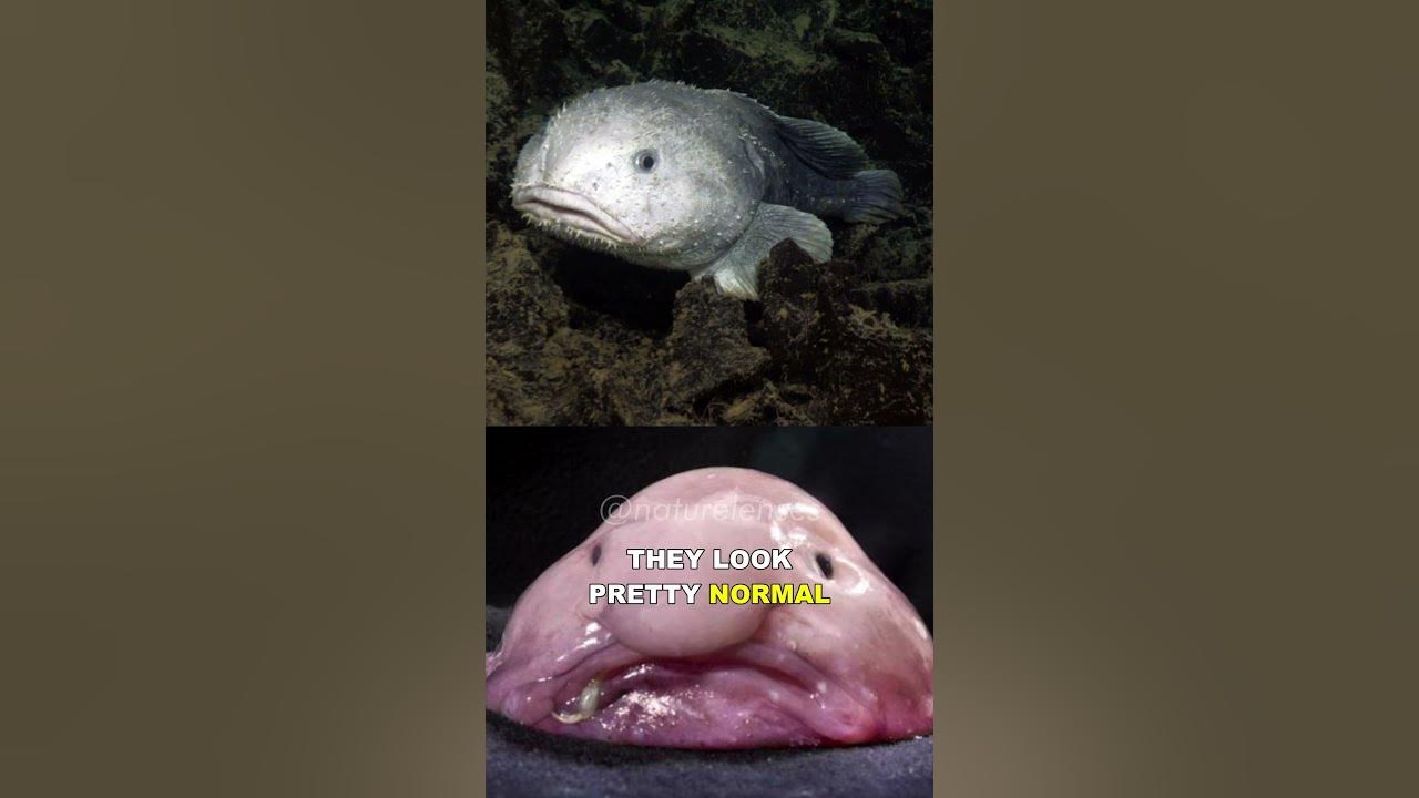 17 Ugliest Fish in the World - Pics, Videos, Interesting Facts