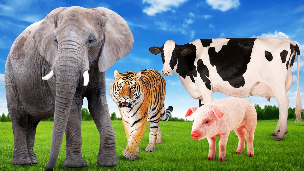 Animal Sounds - Wild Animals - Farm Animals - Domestic Animals | Animal  Collection 4K UHD - YouTube