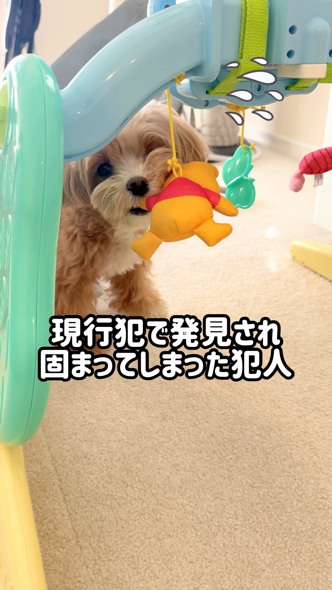 ちゃちゃまるチャンネル - YouTube