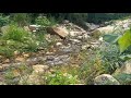 Healing Native American Flute & Nature Sounds | Whispers of the Forest