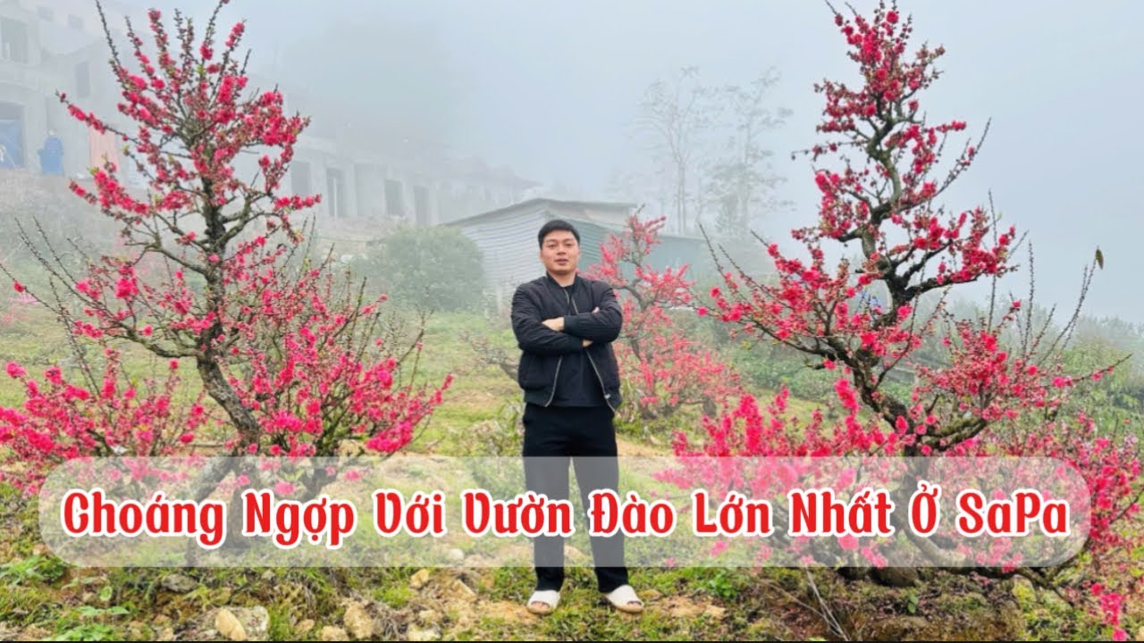 Khánh Vlog | Choáng Ngợp Với Vườn Đào Lớn Nhất Ở SaPa