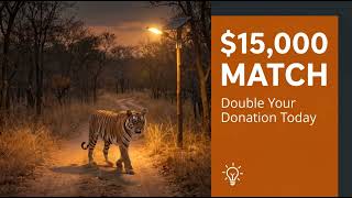 International Tiger Day 2026~ Donations Doubled! 🐅💰