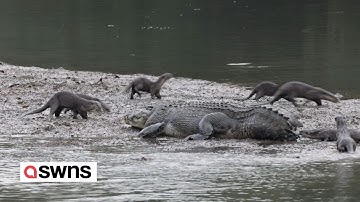Brave otters dodge crocodile’s jaws and chew on its tail | SWNS