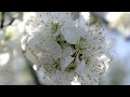 Laskyplná meditace pro klid srdce | 5 minut jemného zastavení