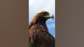 Chim Đại Bàng | Eagle 🦅 [ Học Tên Các Loài Chim Cùng Bé ]