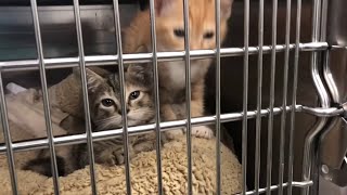 Cats, dogs receive treatment after being rescued from U-Haul truck in Hollywood