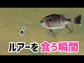 【ギル系ルアー】ギルロイドブーツテールにバックウォーターのバスが異常な反応…