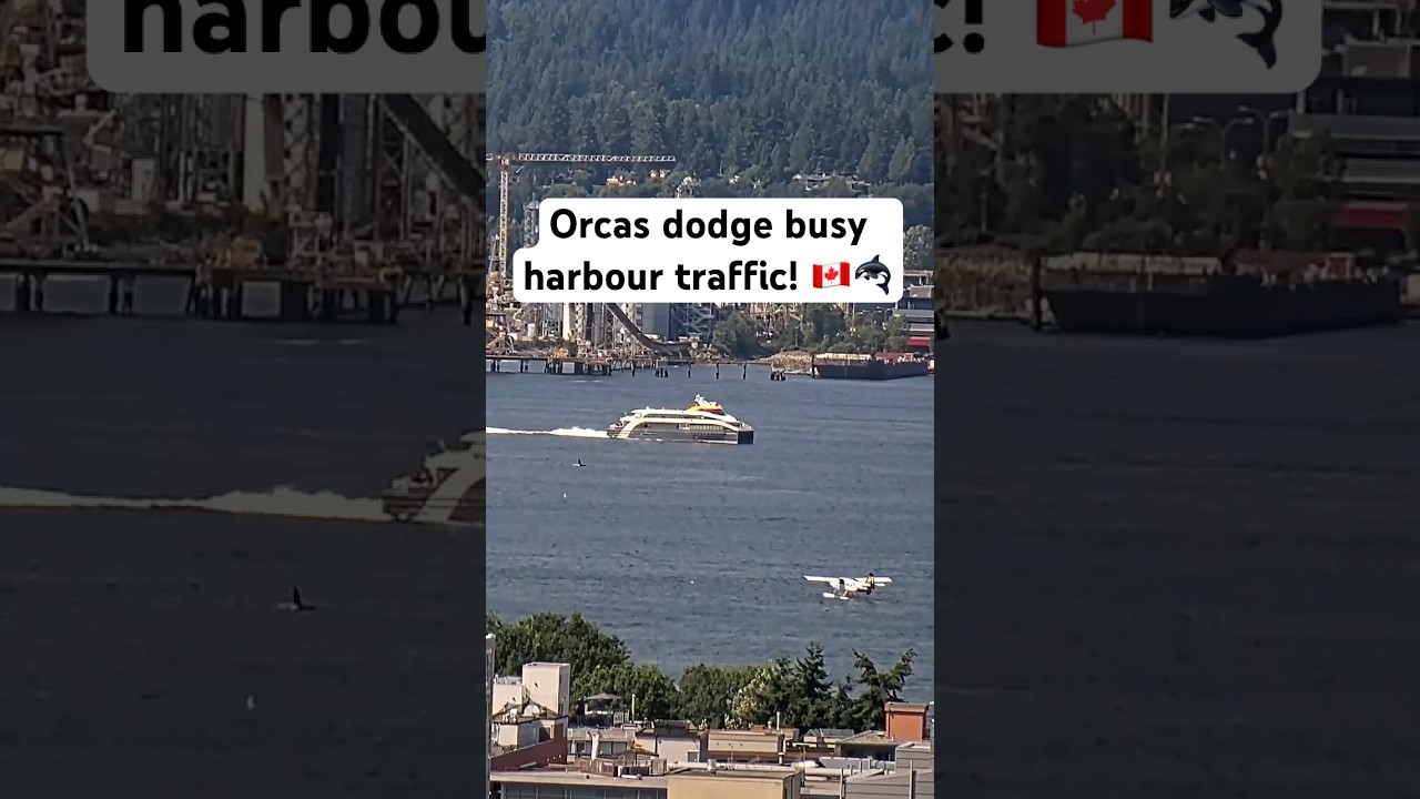 Orcas Navigating Vancouver Harbour Traffic! Busy Sunday afternoon Cruise ships, Cargo ship & boats!