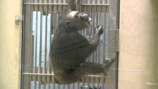 チンパンジー テスの水遊び~Chimpanzee Baby