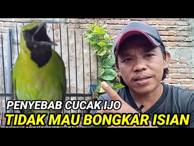 Penyebab cucak ijo tidak bongkar isian ll Penyebab cucak ijo tidak mau bongkar isian class=