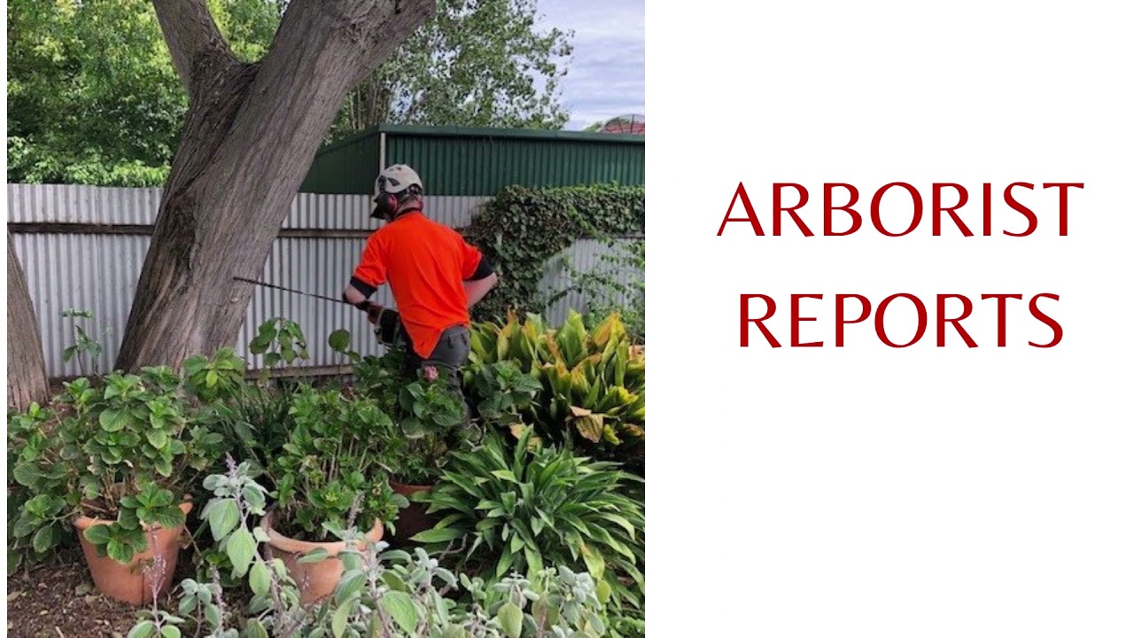 Adelaide Tree Surgery - Tree Services In Adelaide - YouTube