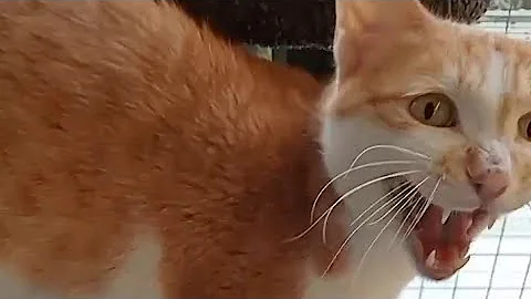 Watch the video about Arabian Mau Cat meows compilation #40
