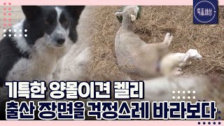 [FULL영상] 양의 출산 장면을 걱정스레 바라보는 기특한 양몰이견 켈리