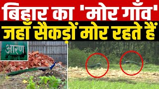 बिहार का 'मोर गाँव', जहाँ सैकड़ों मोर लोगों के बीच रहते हैं | Peacock Village | Main media