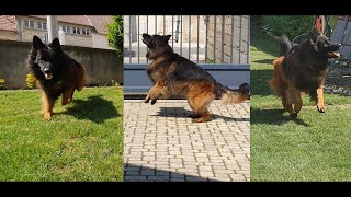 Longhaired German Shepherd  The most beautiful dog ever