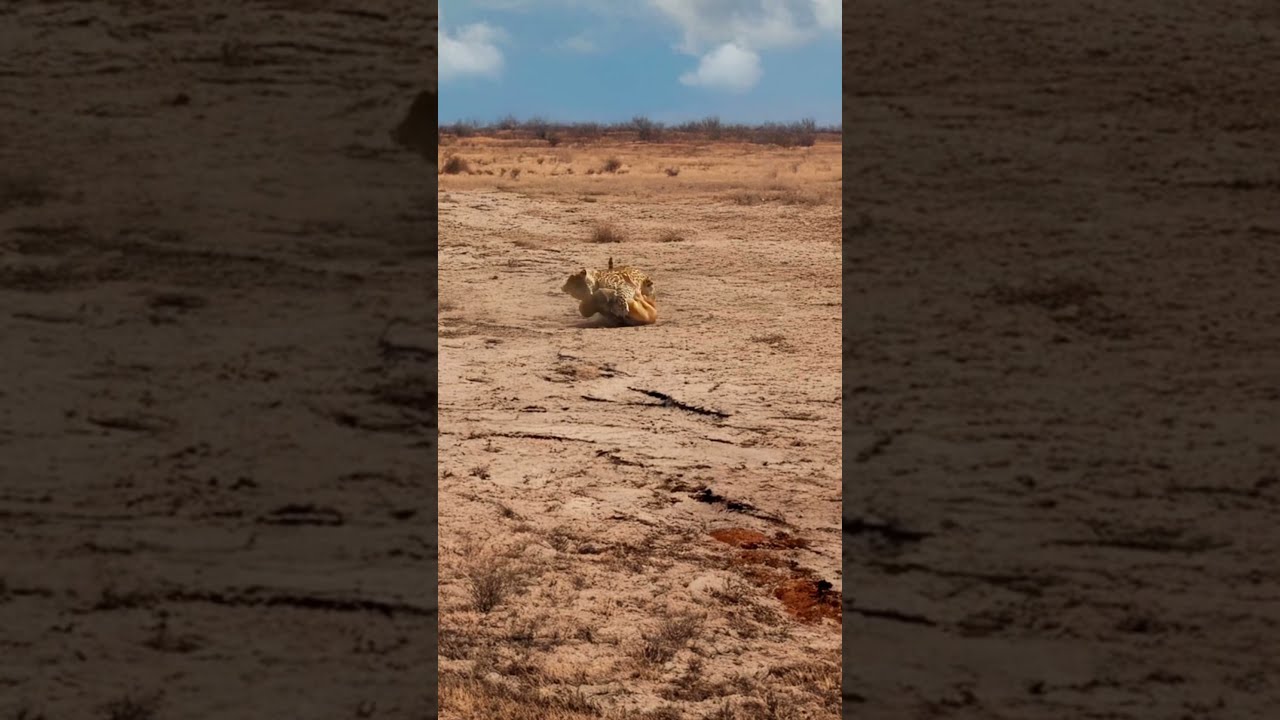 Stealthy Leopard Ambush On An Unsuspecting Jackal Animals Wildanimals Wildlife