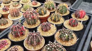Bossa Cactus | ไม้คอลเล็คชั่น ยิมโนด่าง 2022 | My cactus collections 2022 (Gymnocalycium)