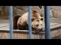 Зоопарк Челябинска | Крысы живут в вольерах для хищников