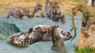 Very Dangerous! Leopard Risked His Life To Kill Crocodile In The Alley Of The Fierce Crocodiles