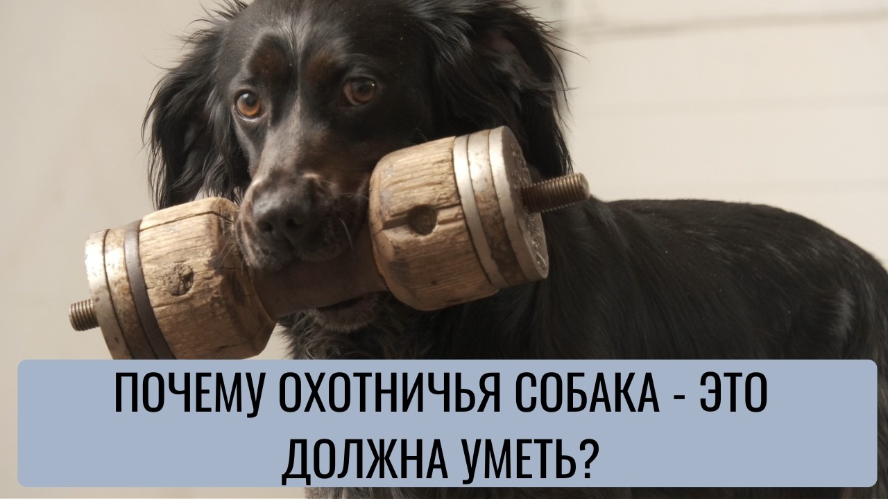 Как научить охотничью собаку носить тяжелые предметы надежно.