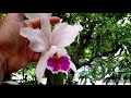 uma bela floração das minhas orquídeas 🌼🌺