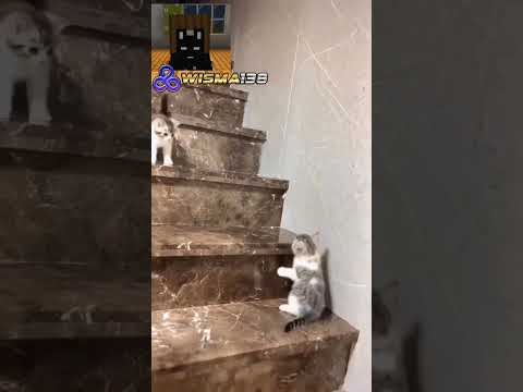 eh jatuh #cat #wisma138 #slotgacorhariini #shorts #viral - YouTube