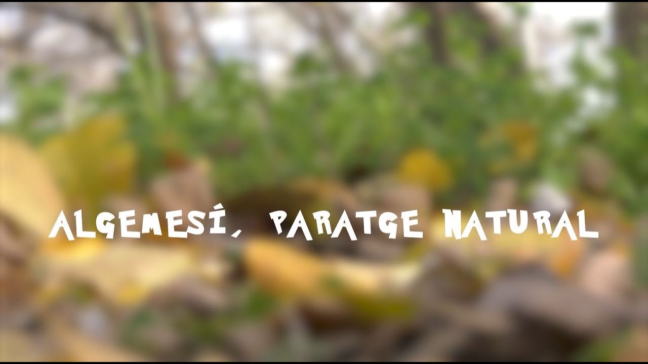 🌿 La Generalitat impulsa la protecció del Bosc de Ribera d’Algemesí!