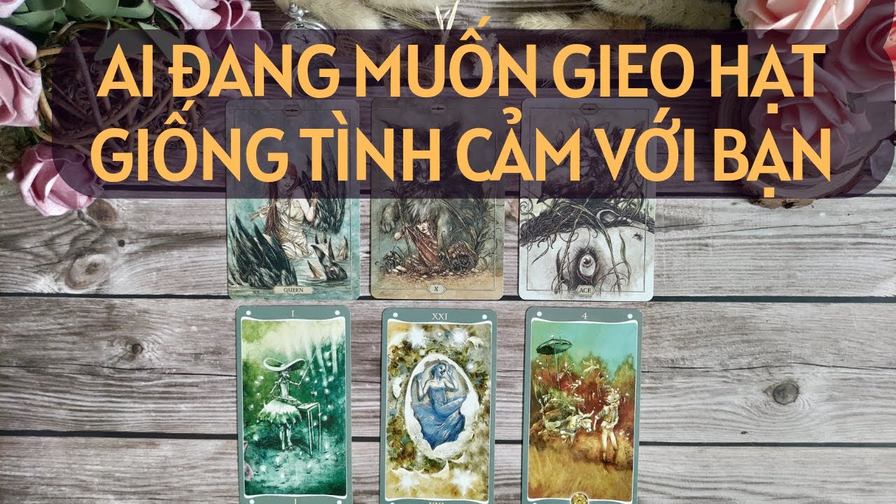 Chọn 1 tụ bài Tarot - Ai đang muốn gieo hạt giống tình cảm với bạn - Alo Andy