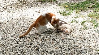 Cat Teaches Self Defence to her KItten by Cats Family 215 views 1 year ago 2 minutes, 20 seconds