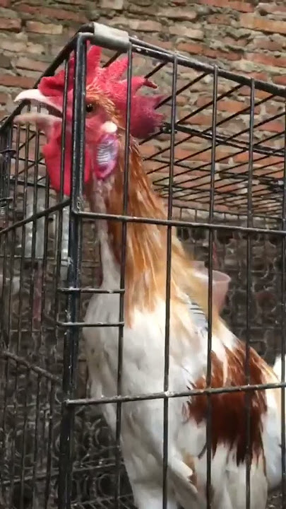 suara ayam ketawa terpanjang  bikin merinding#shorts