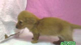 【ペットショップ エンゼル】お薦めの子犬・子猫 1104101.mpg