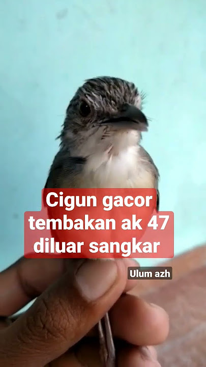 cigun gacor tembakan ak 47 diluar sangkar #masteran #cigunngebren #prenjakgunung