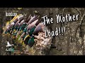 OPENING DAY ARKANSAS on PUBLIC | The Duck Mother Load | Black Cloud