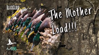 OPENING DAY ARKANSAS on PUBLIC | The Duck Mother Load | Black Cloud