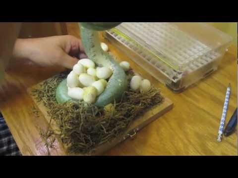 Green Tree Python Nov 14, 2012 Clutch