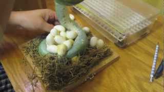 Green Tree Python Nov 14, 2012 Clutch