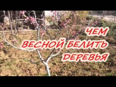 ЧЕМ БЕЛИТЬ ДЕРЕВЬЯ ВЕСНОЙ / Органическое земледелие