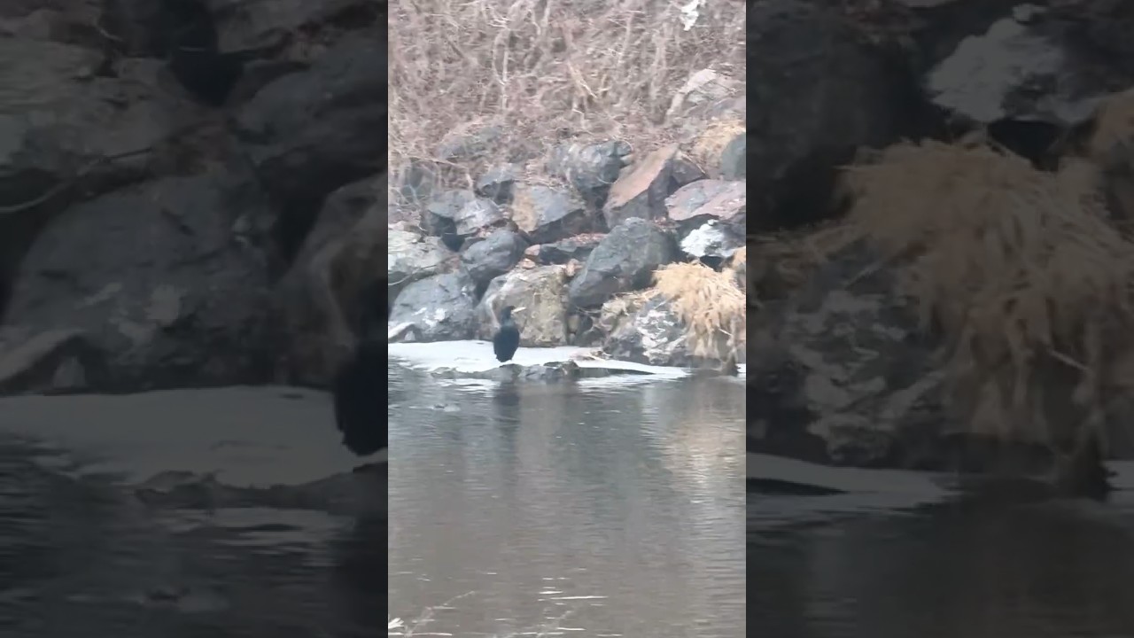 Ducks and birds in Berounka river #naturelovers #riverwalk #animalshorts