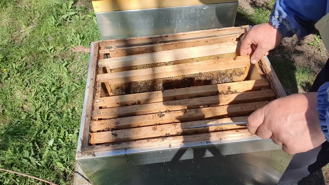 622. Extinderea coloniilor de albine.