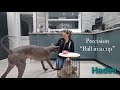 Xoloitzcuintle Trick dog Grand Champion Submission DMWYD の動画、YouTube動画。
