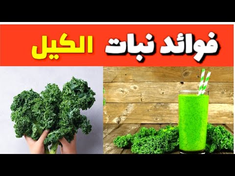 فوائد نبات الكيل والأمراض التي يعالجها لهذه الاسباب يجب اكل الكيل كل يوم