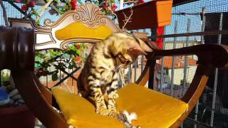 Il piccolo leopardo a casa😉 by Bengal Best 328 views 6 years ago 24 seconds