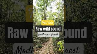 This is the actual raw sound of modhupur forest,  how satisfying!