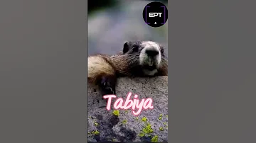 Squirrel Calling Name Name Talking Squirrel Tabiya Viralname 