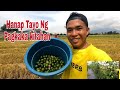 vlog#257 KAILANGAN SPRAYHAN ANG KAMATIS/PAGKUHA NG KALAMANSI PANG PARA MY BAON SI JACOB