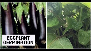 how to germinate eggplant from the seed